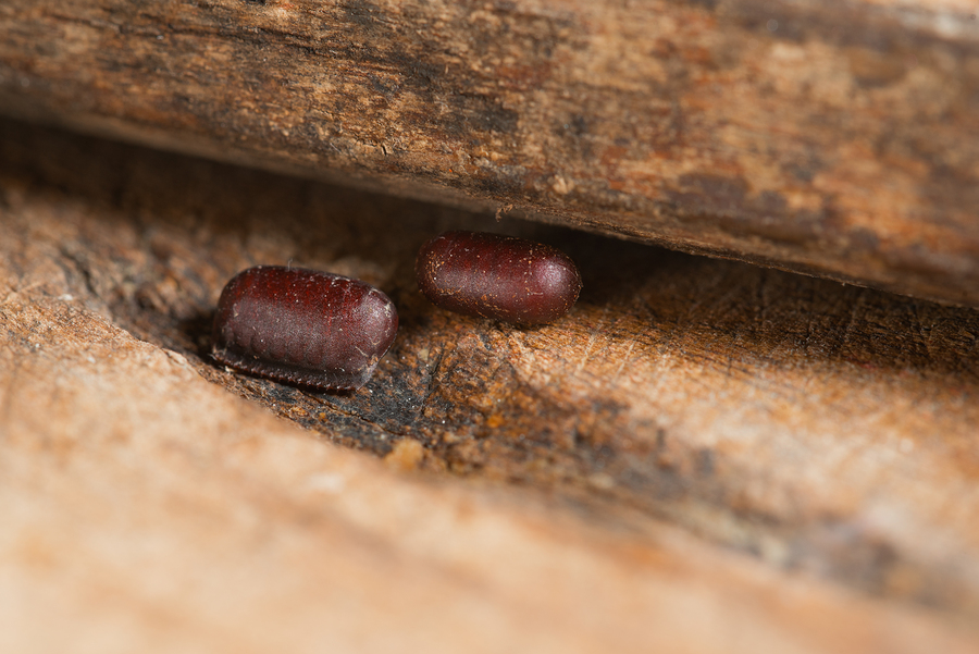 cockroach eggs
